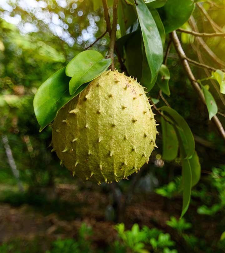 Soursop Leaf