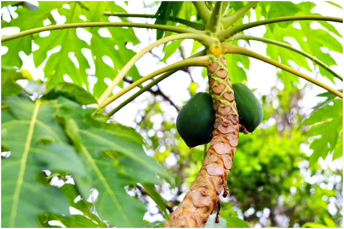 Papaya Leaf