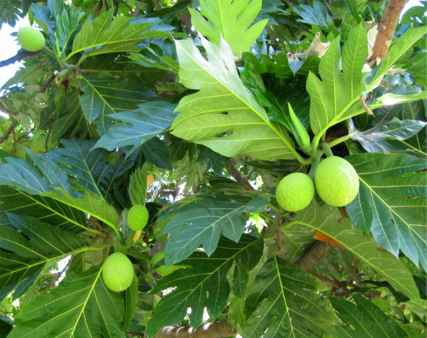 Breadfruit Leaf