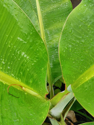 7 Benefits of Banana Leaf Tea
